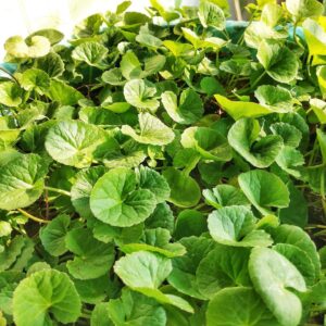 Centella Asiatica /Brahmi